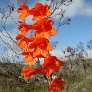 Watsonia zeyheri - 5 Seed Pack