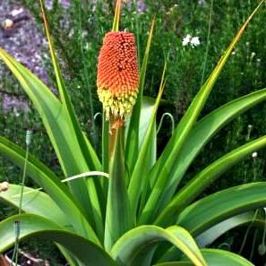 Kniphofia northiae - Giant Red-hot Poker - 5 Seed Pack