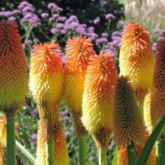 Kniphofia northiae - Giant Red-hot Poker - 5 Seed Pack - Image 4