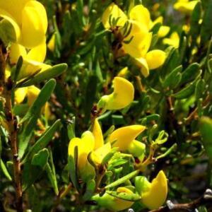 Cyclopia intermedia - Honeybush Tea; Bergtee - 5 Seed Pack