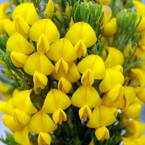 Cyclopia pubescens - Algoa Honeybush, Fluffy honeybush; Algoa-heuningtee, Donsigheuningtee - 5 Seed Pack