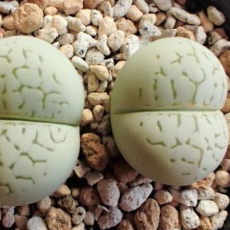 Dinteranthus vanzylii Emerald - 10 Seed Pack - Image 2