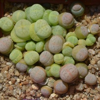 Dinteranthus vanzylii Emerald - 10 Seed Pack - Image 3