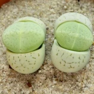 Dinteranthus vanzylii Emerald - 10 Seed Pack - Image 4