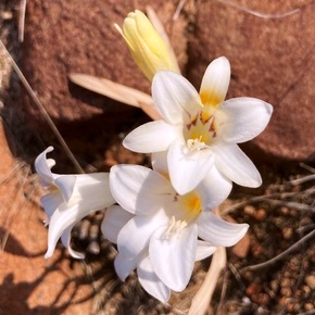 Freesia andersoniae - Bergaandblommetjie - 5 Seed Pack