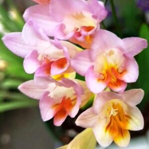 Freesia praecox - 5 Seed Pack