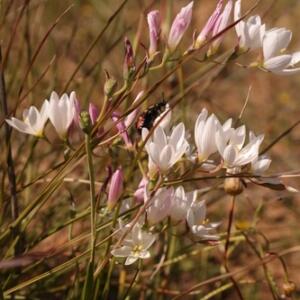 Geissorhiza arenicola - 5 Seed Pack