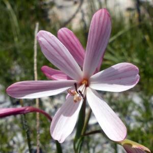 Geissorhiza bonaspei (Geissorhiza bonae-spei, Engysiphon pictus) - 5 Seed Pack