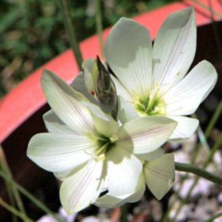 Geissorhiza brehmii (Geissorhiza teretifolia) - 5 Seed Pack