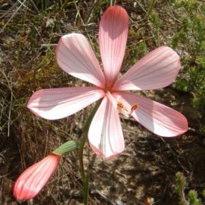 Geissorhiza brevituba (Engysiphon brevitubus) - 5 Seed Pack