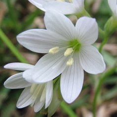 Geissorhiza bryicola - 5 Seed Pack