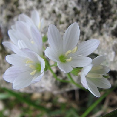 Geissorhiza bryicola - 5 Seed Pack - Image 2