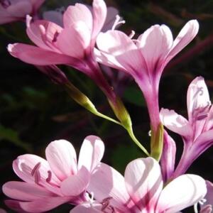 Geissorhiza callista - 5 Seed Pack