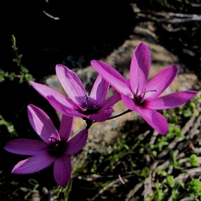 Geissorhiza cantharophila - 5 Seed Pack