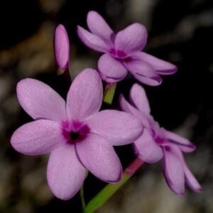 Geissorhiza cedarmontana - 5 Seed Pack