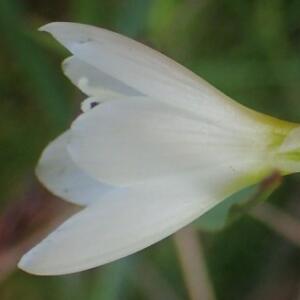 Geissorhiza delicatula - 5 Seed Pack