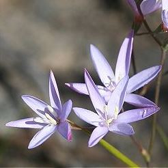 Geissorhiza divaricata - 5 Seed Pack
