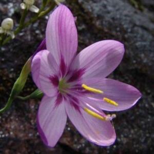 Geissorhiza elsiae - 5 Seed Pack