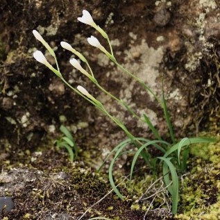 Geissorhiza esterhuyseniae - 5 Seed Pack