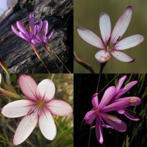 Geissorhiza fourcadei - Black Satin - 5 Seed Pack