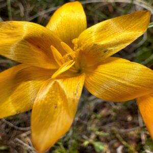 Geissorhiza furva - 5 Seed Pack