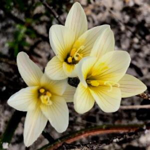 Geissorhiza hispidula (Geissorhiza humilis var. bicolor, Geissorhiza humilis var. hispidula) - Gluey Satinflower - 5 Seed Pack