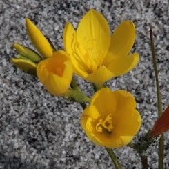 Geissorhiza humilis - 5 Seed Pack
