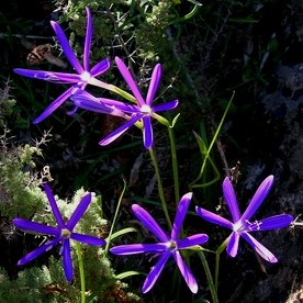 Geissorhiza kamiesmontana - 5 Seed Pack