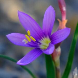 Geissorhiza karooica - Karoo Satin - 5 Seed Pack