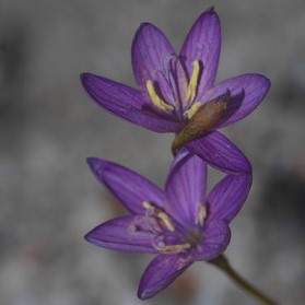 Geissorhiza lithicola - 5 Seed Pack