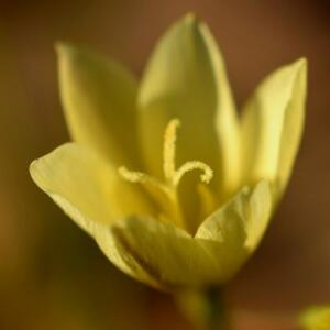 Geissorhiza louisabolusiae (Geissorhiza louisabolusiae var. longifolia) - 5 Seed Pack
