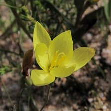 Geissorhiza malmesburiensis - Swartland Satin - 5 Seed Pack - Image 2
