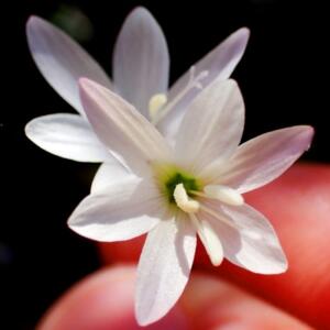 Geissorhiza minuta - 5 Seed Pack