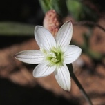 Geissorhiza minuta - 5 Seed Pack - Image 2