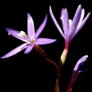 Geissorhiza namaquamontana - Rooiberg Satin - 5 Seed Pack