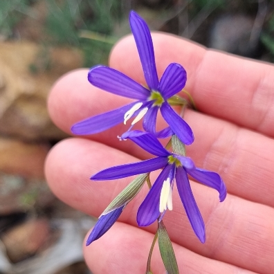 Geissorhiza namaquensis - Namaqua Satin - 5 Seed Pack