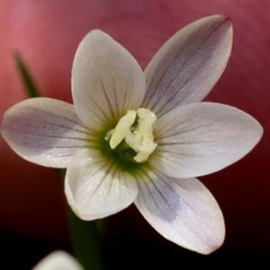 Geissorhiza nana - 5 Seed Pack