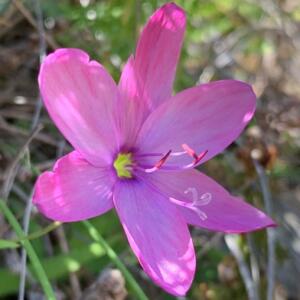 Geissorhiza nigromontana - Swartberg Satin - 5 Seed Pack