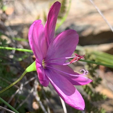 Geissorhiza nigromontana - Swartberg Satin - 5 Seed Pack - Image 2