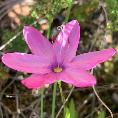 Geissorhiza nigromontana - Swartberg Satin - 5 Seed Pack - Image 3