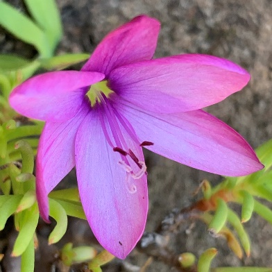 Geissorhiza nigromontana - Swartberg Satin - 5 Seed Pack - Image 4