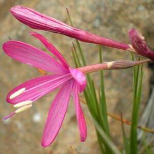 Geissorhiza nubigena - Cloud Satin - 5 Seed Pack