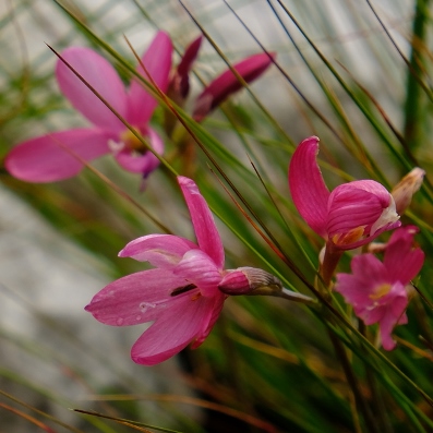 Geissorhiza nubigena - Cloud Satin - 5 Seed Pack - Image 2