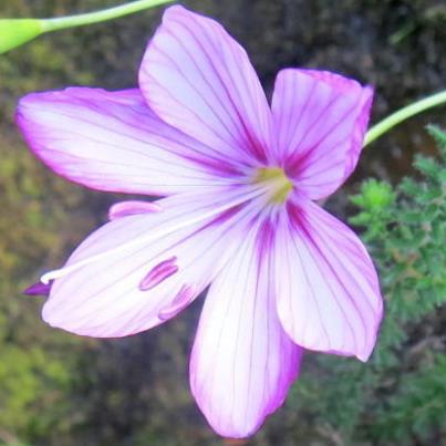 Geissorhiza outeniquensis - Eastern Satin - 5 Seed Pack - Image 2