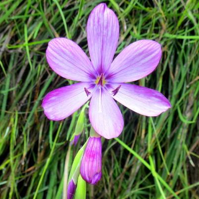Geissorhiza outeniquensis - Eastern Satin - 5 Seed Pack - Image 3