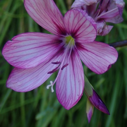 Geissorhiza outeniquensis - Eastern Satin - 5 Seed Pack - Image 4