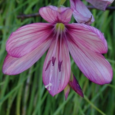 Geissorhiza outeniquensis - Eastern Satin - 5 Seed Pack