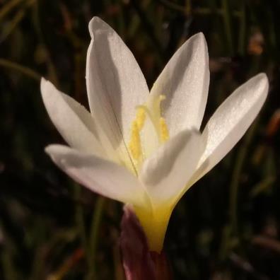 Geissorhiza ovalifolia - 5 Seed Pack