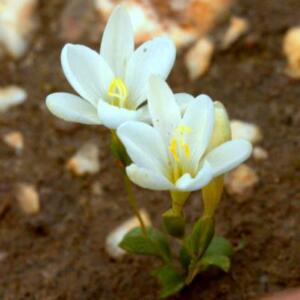 Geissorhiza parva - 5 Seed Pack