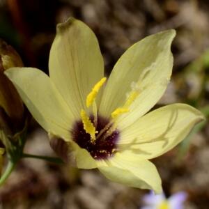 Geissorhiza purpureolutea (Geissorhiza sulphurea var. sulphurea) - Milk Winecup - 5 Seed Pack